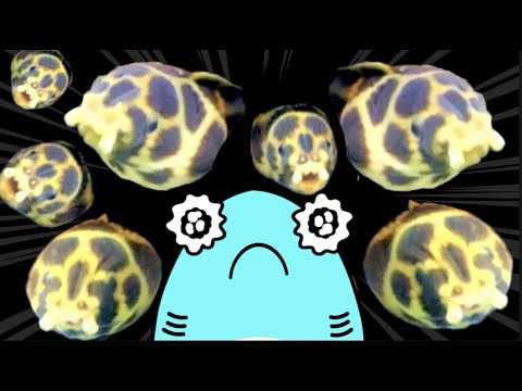 【エビとカニのアニメ#２】すさみ町立エビとカニの水族館にサメニンジャーが行ったサメ！