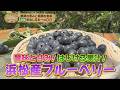 SmileTable~酸味と甘み!はじける果汁!浜松産ブルーベリー~