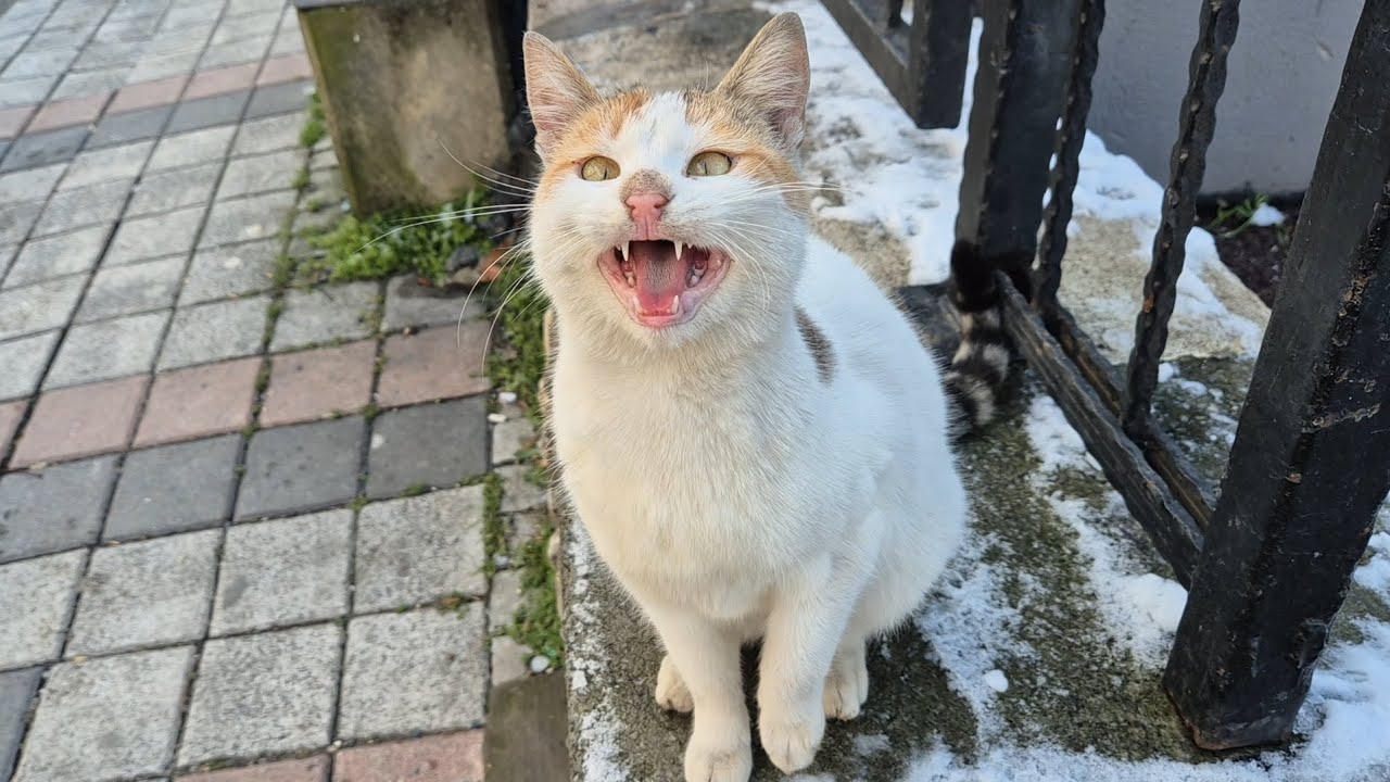 Snow has fallen in Istanbul, and the stray cats are hungry and freezing.