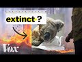 Are Australia’s koalas going extinct? We asked an ecologist.