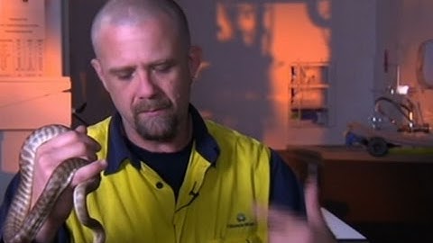 Raw: Python Has Surgery After Swallowing Tongs