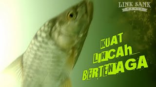 Download Lagu Predator Ganas penguasa perairan Waduk Wadaslintang | Video Bawah air di lapak mancing wadaslintang MP3