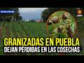 “Perdimos todos nuestros cultivos”, intensa granizada afecta a Huejotzingo y Calpan