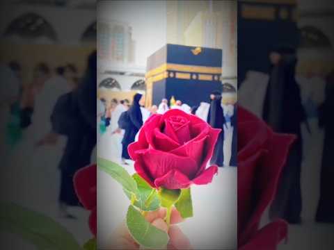 Mustafa 💖 kar rahe hai duayen