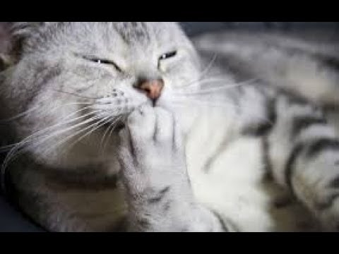 SI TE RIES PIERDES NIVEL GATUNO (RECOPILACION MEJORES VIDEOS DE GATOS GRACIOSOS) 😂