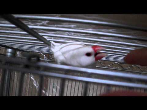 Java sparrow 　angry