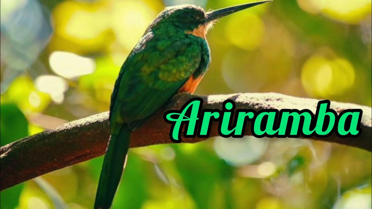 Canto Da Ariramba De Cauda Verde