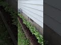 Micro Habitat Update - Shady Mushroom Garden