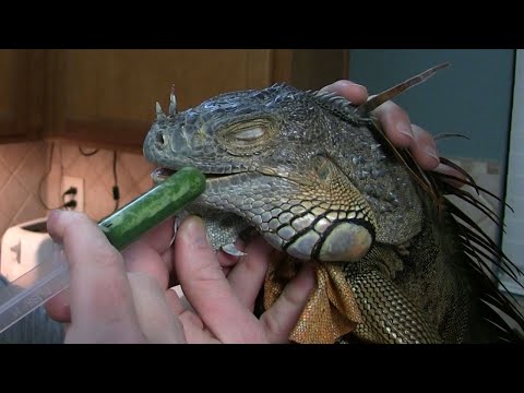 How to get your IGUANA to eat | Iguana RESCUE