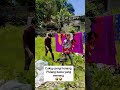 pulang bawa ayam menang  #fypvideo #hobiayam #jangkauanluas