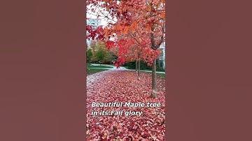 Beautiful Fall colours | Maple tree | Maple leaves |,#shorts #shortsvideo #viral