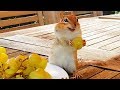 청포도가 정말 좋은 다람쥐들 (feat.만추,제니,달이,월리) Chipmunks Really Love Green Grapes