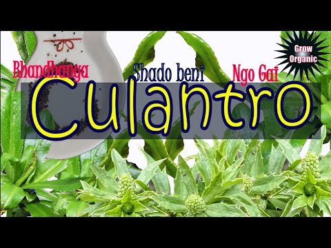 Video: Vietnamese Coriander Vs. Cilantro - Mga Tip Sa Pagpapalaki ng Vietnamese Cilantro Sa Mga Hardin