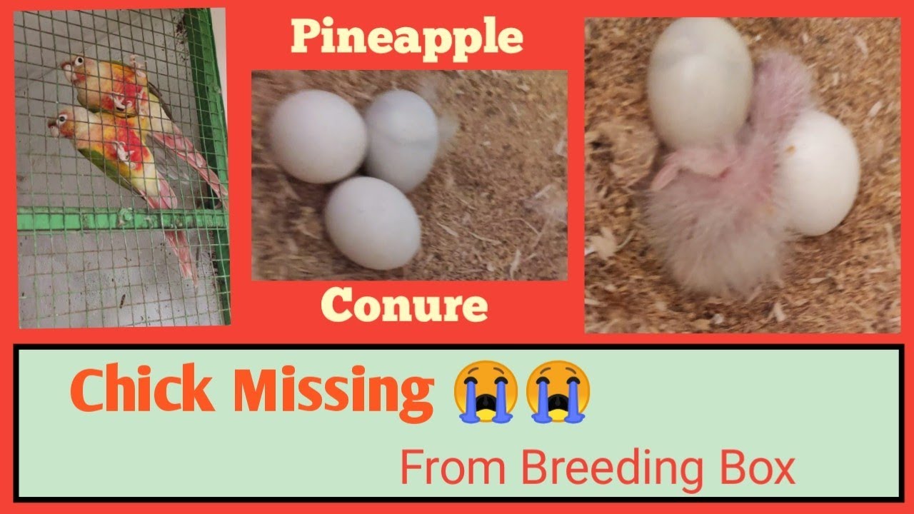 Pineapple Conure Chick Missing 😭 from Breeding Box YouTube