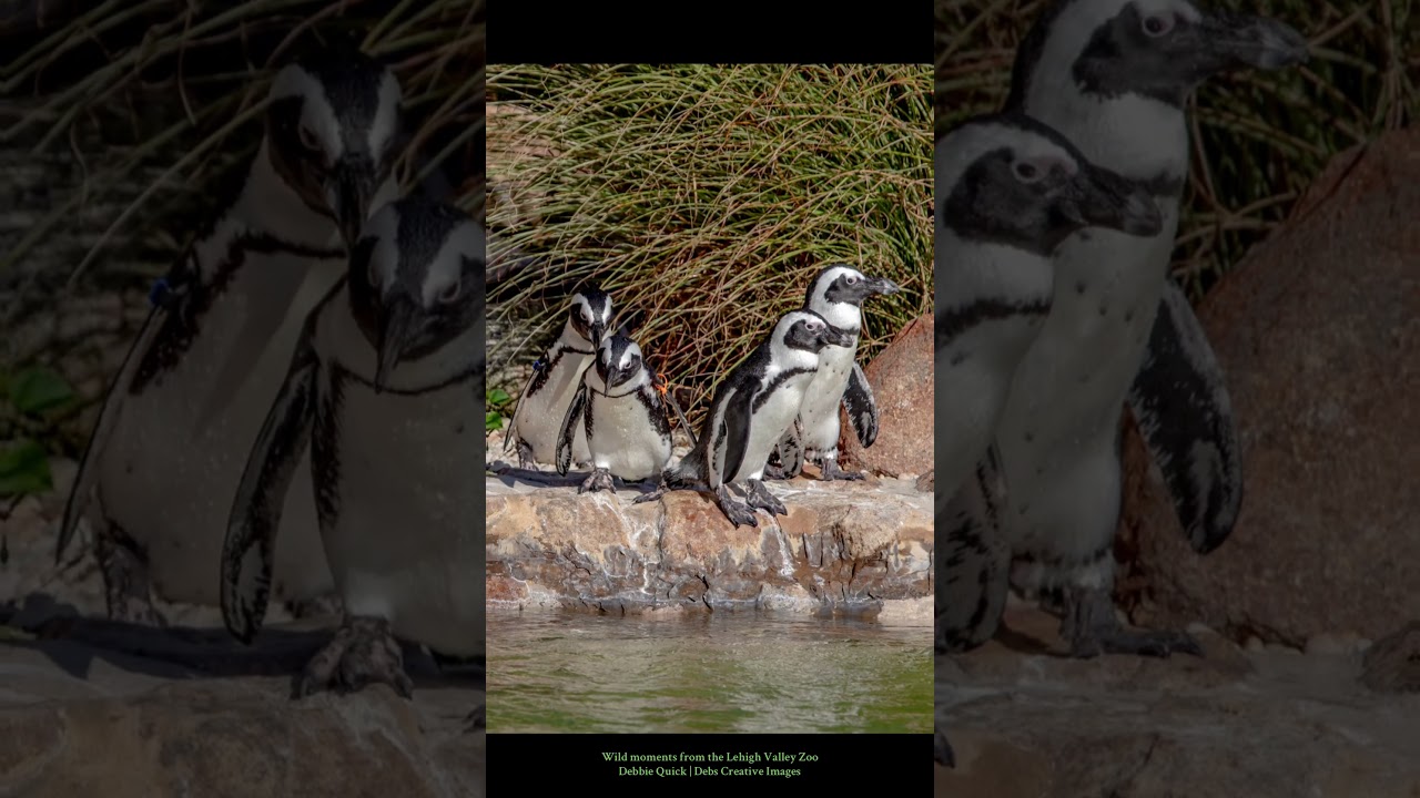 Wildlife Wonders at the Lehigh Valley Zoo | Otters, Penguins, Lemurs & Giraffes by Debbie Quick