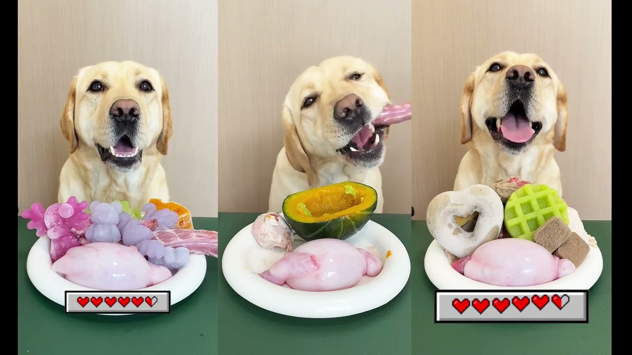 Colorful Frozen Treat Plate for Deep Dog ASMR Relaxation | Dog Mukbang ASMR