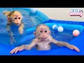 Dad teaches monkey Lily to swim in the pool so fun