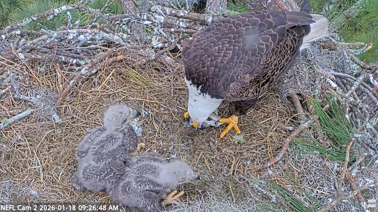 Bald Eagle - NEFL Cam 2 18.01.2026 