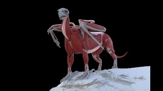 Gryphon muscle sim parts