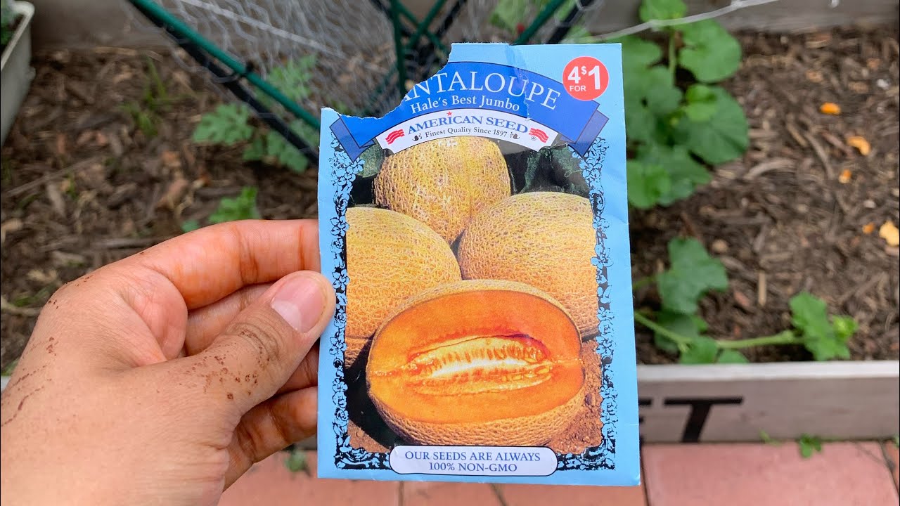 06/02/22 Growing Hales best jumbo cantaloupe Update 1 YouTube