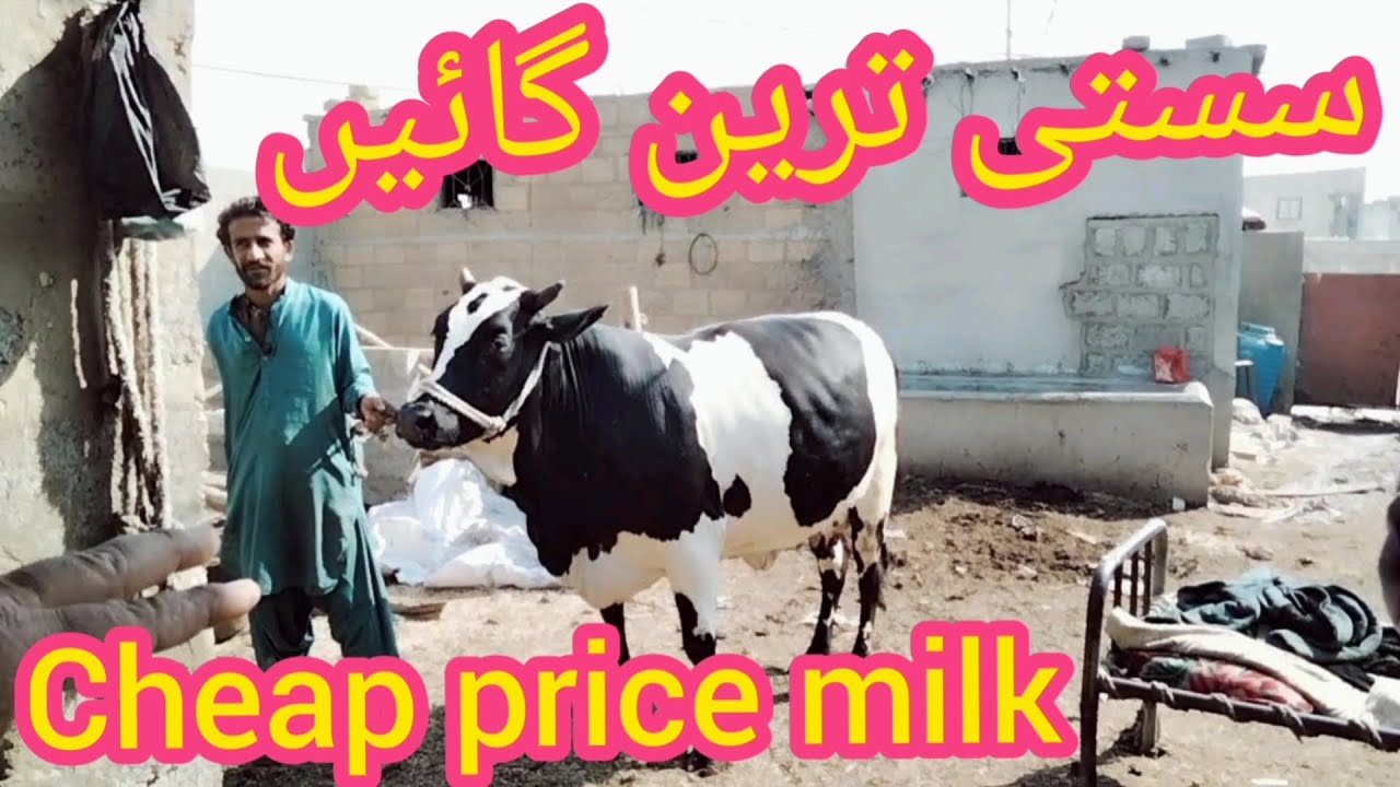 Cheap Price Cows In Karachi Pakistan Dairy Farm Karachi Pakistan