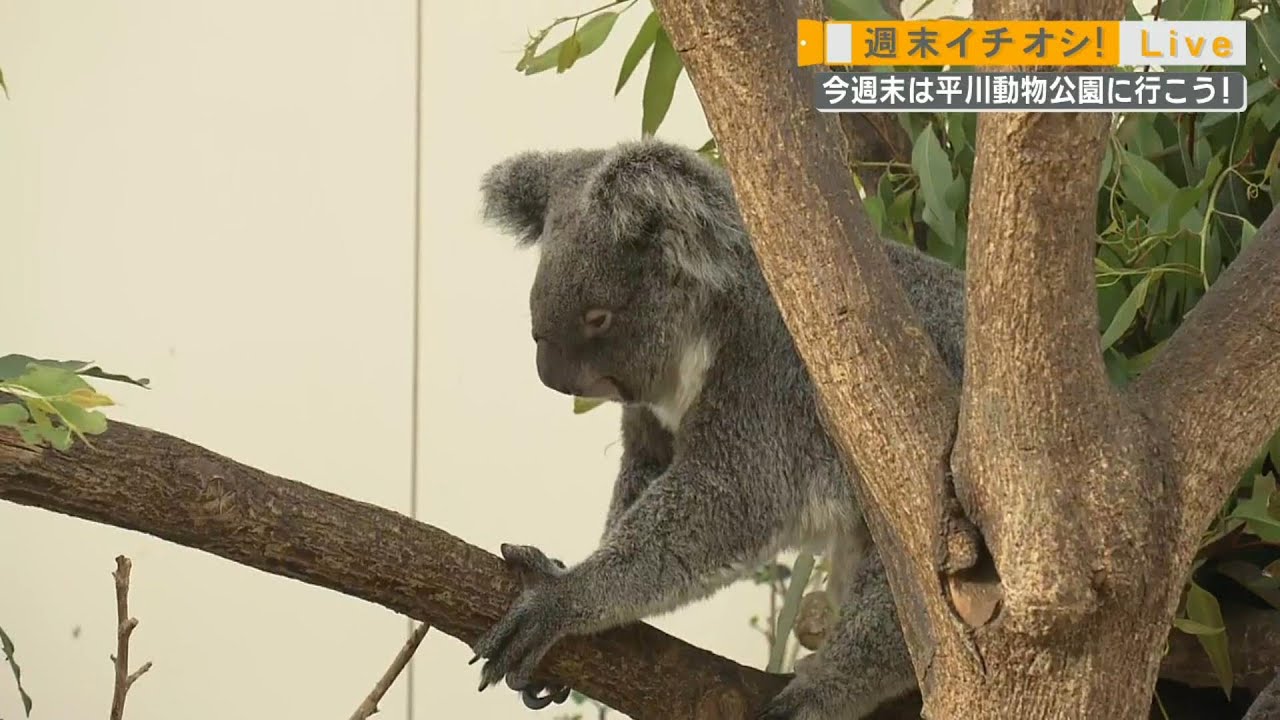 【週末イチオシ！Live】今週末は『平川動物公園』に行こう！ News+おやっと！特集(4月20日(金)放送)