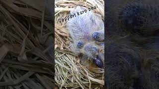 do Dil Mil Radha heroine #kabutar #kabootar #kabootars #pigeons #viral #youtubeshorts #shortsviral