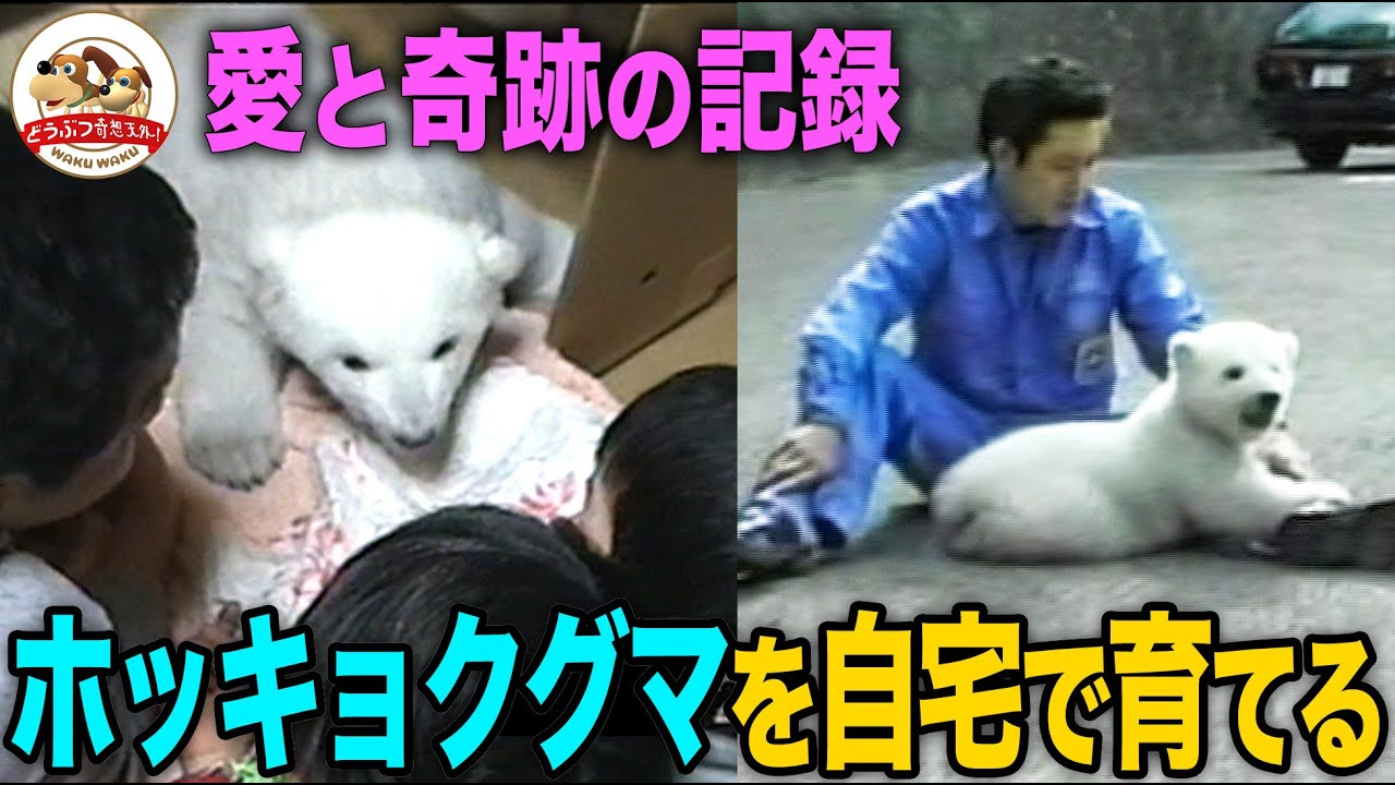 【完全版】日本初！ホッキョクグマ「ピース」を自宅で育てた奇跡の記録！日本の暑さをどう乗り越える？数々の試練を克服したのは家族愛【どうぶつ奇想天外／WAKUWAKU】