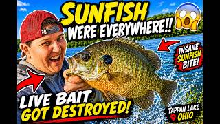 INSANE Sunfish Bite at Tappan Lake!! 🔥 Live Bait Was DESTROYED!