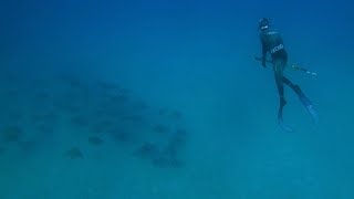 Spearfishing Nsw Winter 2023