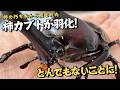 【繫殖は無理です】柿の木から産まれた柿カブトが羽化したのだが・・・