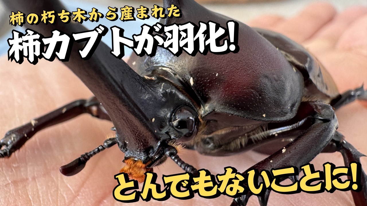 【繫殖は無理です】柿の木から産まれた柿カブトが羽化したのだが・・・