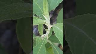 #himalyan#Buddleja nivea(bheem pati)
