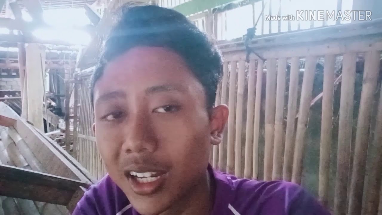 Beternak kambing dan tantangan beternak kambing 