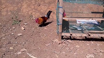 Kev saib qaib qus ua si