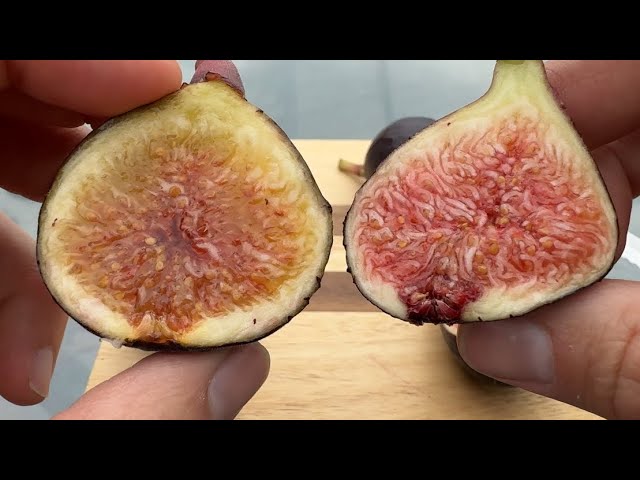 Bass' Favorite Fig 2025 - YouTube