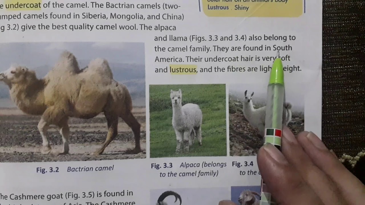 wool; wool fron sheep, wool from other animals, wool production easy explanation class 8 chapter 3