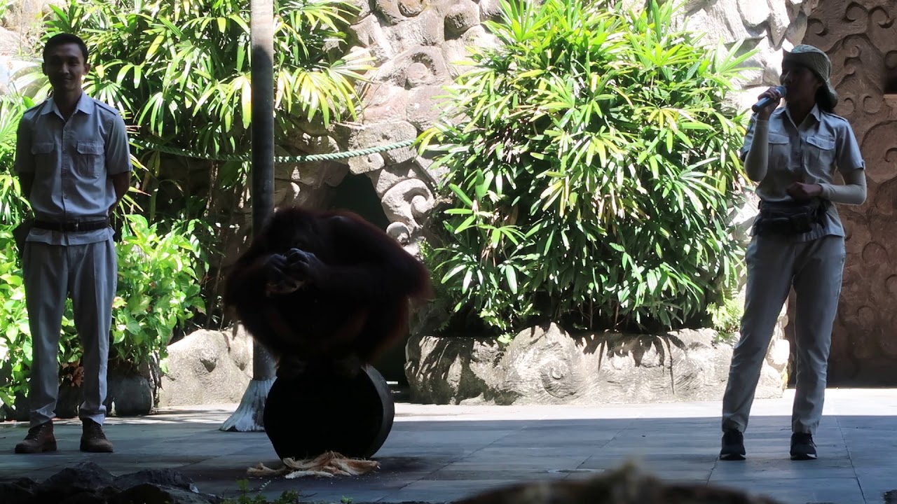 Bali zoo safari, animal show. - YouTube