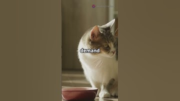 invideo ai 1080 Cat Chat  Secrets of Feline Life! 2025 05 19