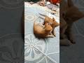 hài con mèo vàng #cat #nongthon#thucung #dongvat #animals #giadinh #vatnuoi #animal #mèocon