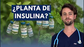 ¿La HOJA de insulina FUNCIONA? La verdad explicada