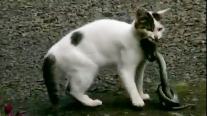 猫vs蛇 命がけで尻尾を震わせる ほぼノーカット版 Youtube 猫vs蛇 命がけで尻尾を震わせる ほぼノーカット版 Youtube