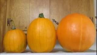 Three Pumpkins Southern California Vegetable Garden Big Max Howden Captain Jack Pumpkin Inland Empir