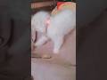 #funny #cat #pets #like #subscribe