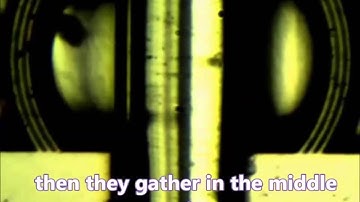 Particles Optical Trapping and Binding in Optofluidic Stable Fabry--Pérot Resonator with...