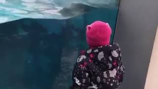 аквариум с медведем