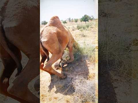 طریقہ جلوس الجمل علی العشب هو أن یجلس علی بطنه ویثنی رجلیه الی تحت جسمه   