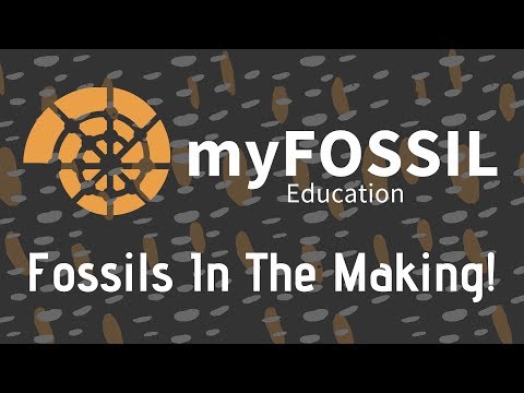 myFOSSIL Education: Fossils in the Making