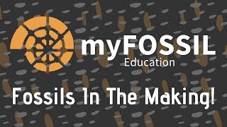 myFOSSIL Education: Fossils in the Making myFOSSIL Education: Fossils in the Making