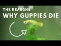 3 Reasons Why Guppies Die